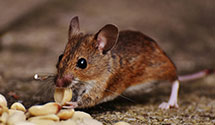 24 Hour & Emergency Exterminators in North Welton, IA